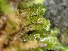 Scapania undulata
