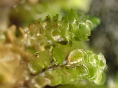 Scapania undulata