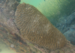 Pseudodiploria clivosa