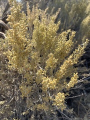 Atriplex confertifolia
