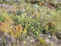 Leucospermum lineare