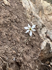 Narcissus deficiens