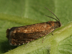 Grapholita tenebrosana