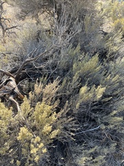 Atriplex confertifolia