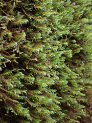 Racomitrium lawtonae