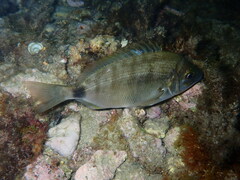 Diplodus annularis