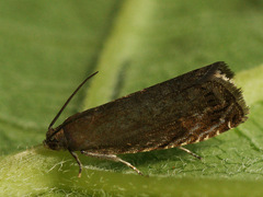 Grapholita tenebrosana