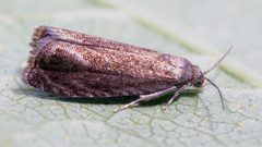 Grapholita tenebrosana