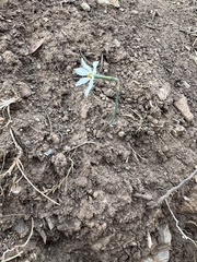 Narcissus deficiens