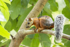 Sciurus variegatoides