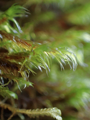 Racomitrium lawtonae