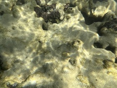 Palythoa caribaeorum