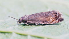 Grapholita tenebrosana