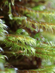 Racomitrium lawtonae