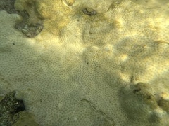 Palythoa caribaeorum