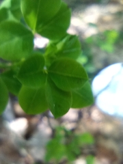 Cytisophyllum sessilifolium
