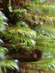 Racomitrium lawtonae