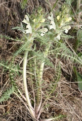 Pedicularis physocalyx