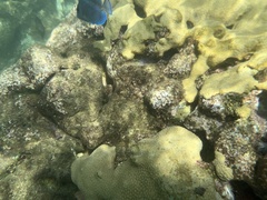 Palythoa caribaeorum