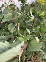 Cornus sericea