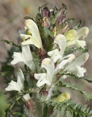 Pedicularis physocalyx