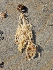 Sphaerococcus coronopifolius