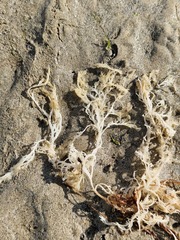 Sphaerococcus coronopifolius