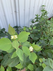 Cornus sericea