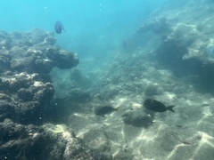 Acanthuridae