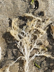 Sphaerococcus coronopifolius