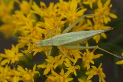 Oecanthus quadripunctatus