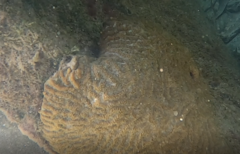 Pseudodiploria clivosa