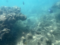 Acanthuridae
