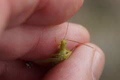 Oecanthus quadripunctatus