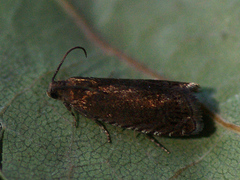 Grapholita tenebrosana