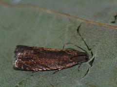 Grapholita tenebrosana