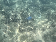 Acanthurus coeruleus