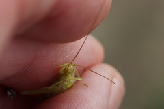 Oecanthus quadripunctatus