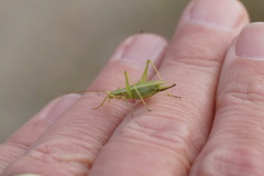 Oecanthus quadripunctatus