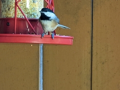 Poecile carolinensis