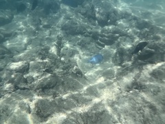 Acanthurus coeruleus