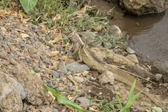 Basiliscus basiliscus
