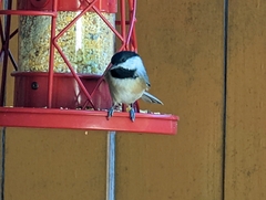 Poecile carolinensis