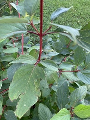 Cornus sericea