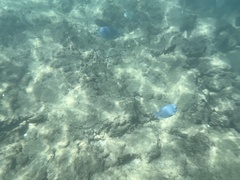 Acanthurus coeruleus