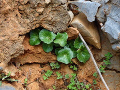 Umbilicus horizontalis