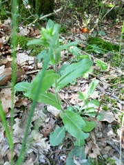 Pseudoturritis turrita