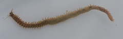 Nereididae