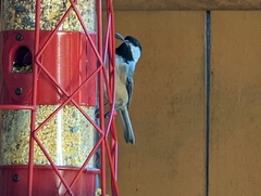 Poecile carolinensis