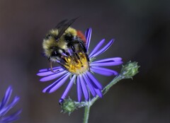 Bombus centralis